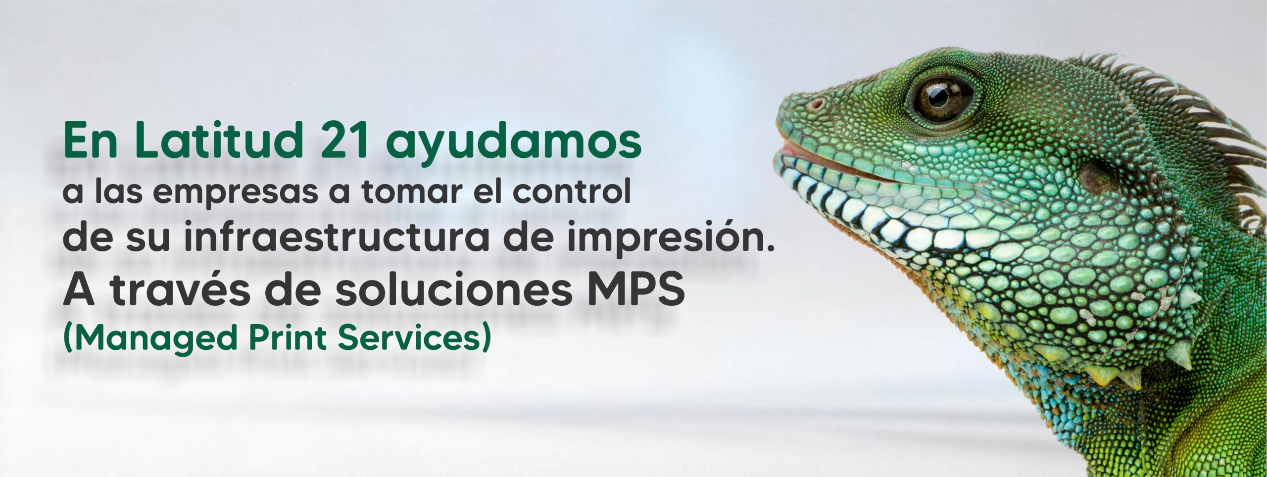 iguana